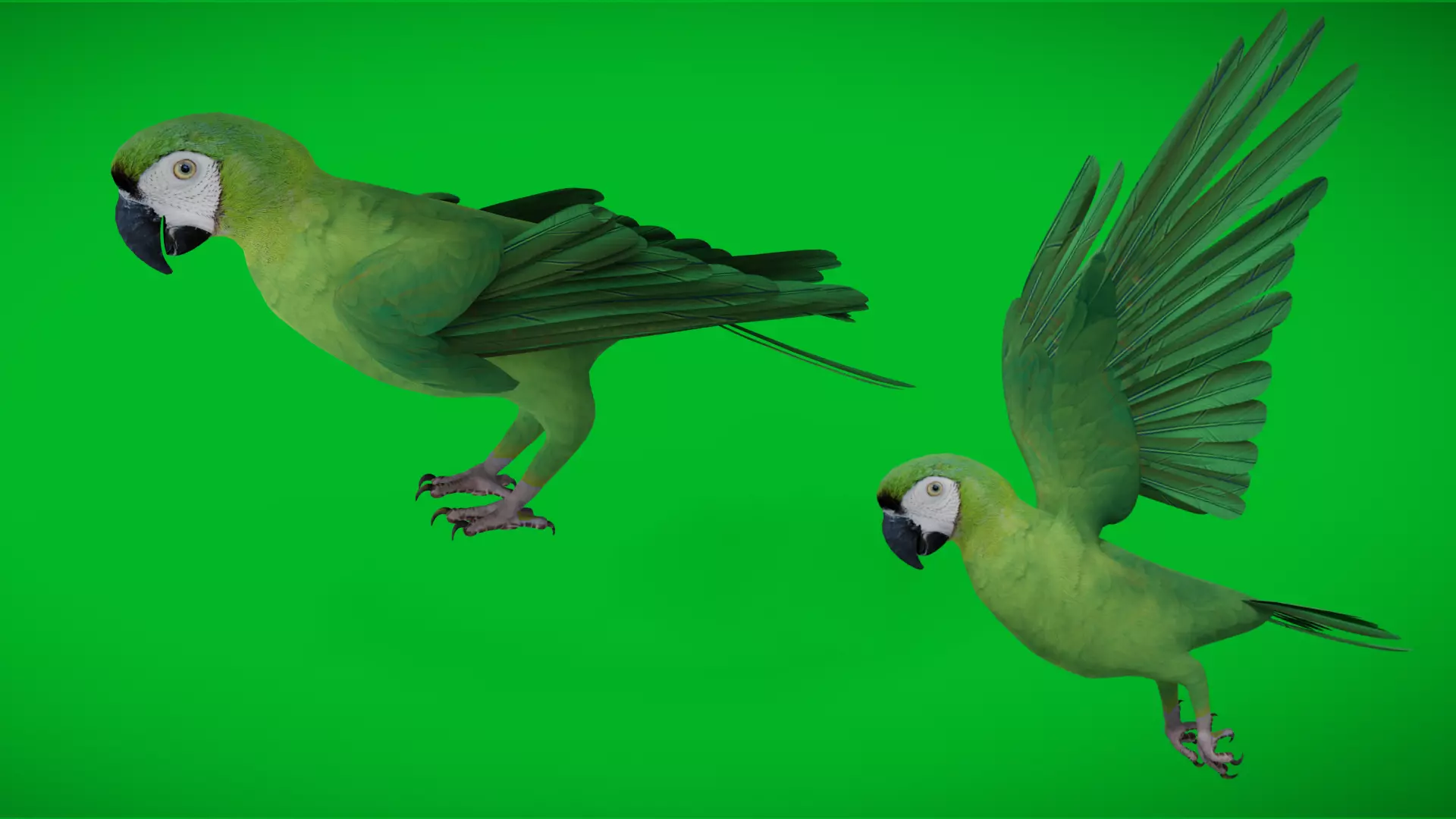 Chestnut Fronted Macaw Bird Low-poly 3D model_3