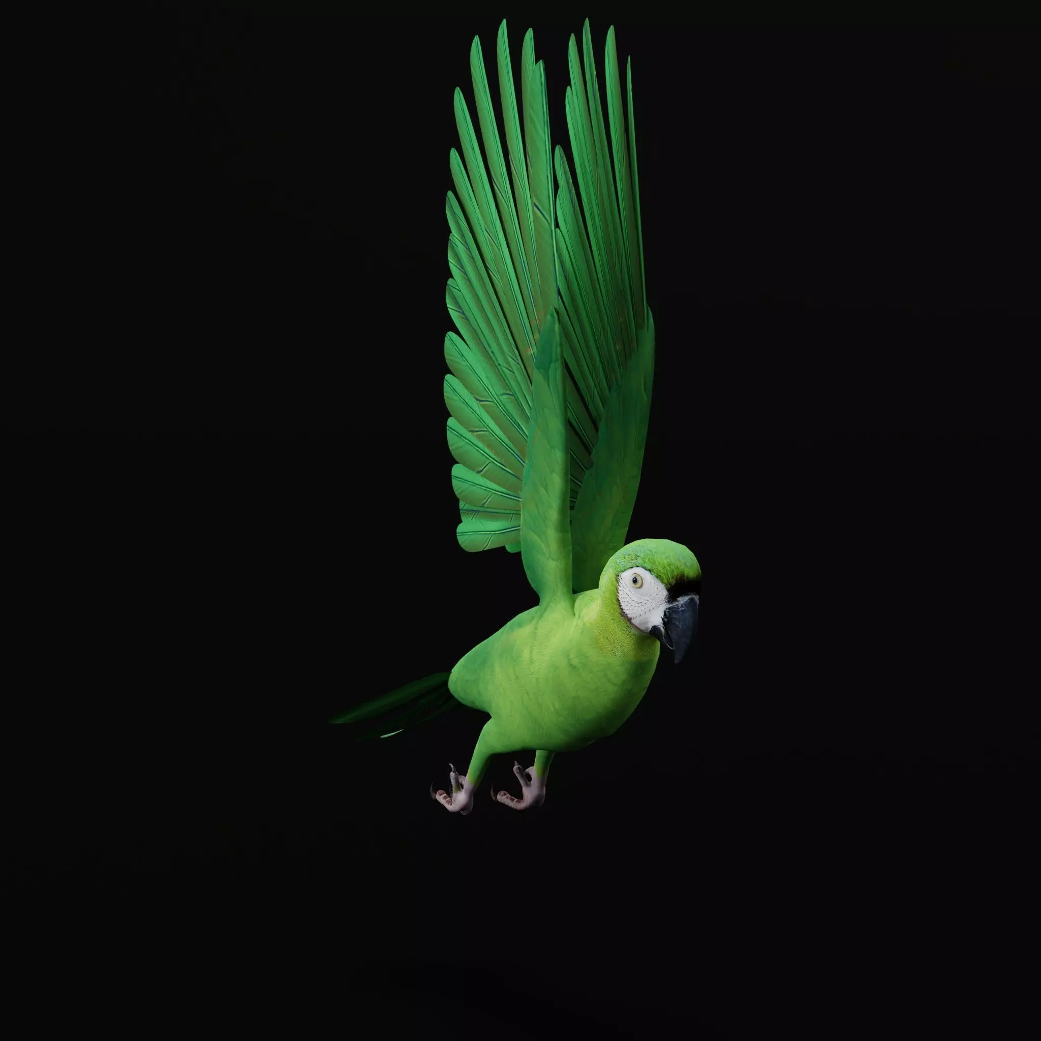 Chestnut Fronted Macaw Bird Low-poly 3D model_15