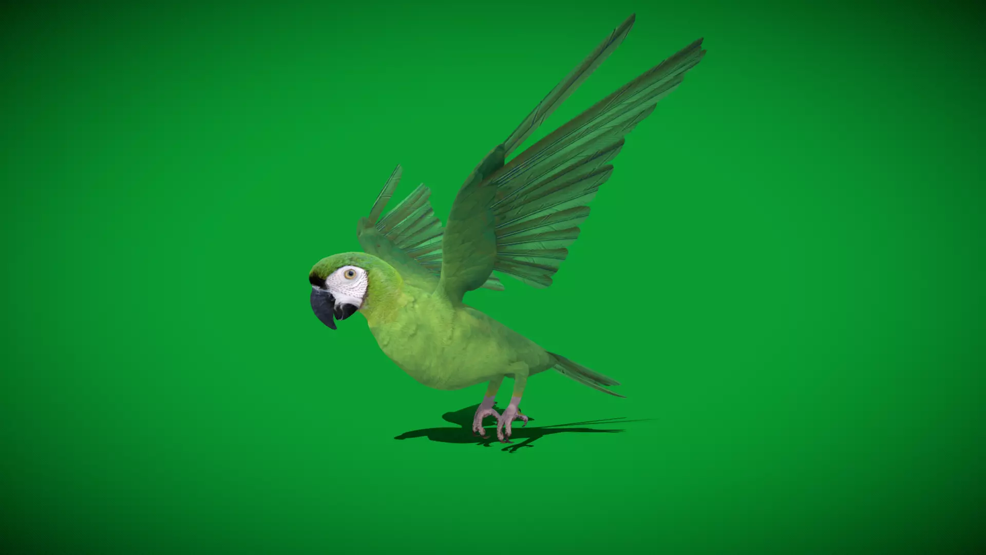 Chestnut Fronted Macaw Bird Low-poly 3D model_44