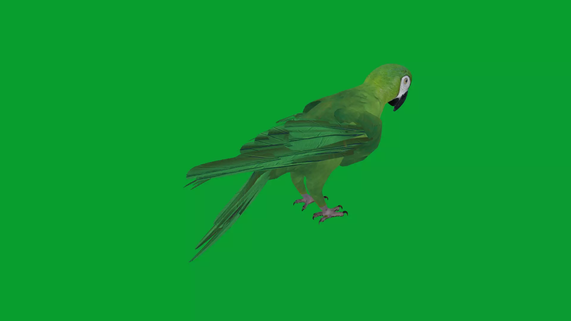 Chestnut Fronted Macaw Bird Low-poly 3D model_29