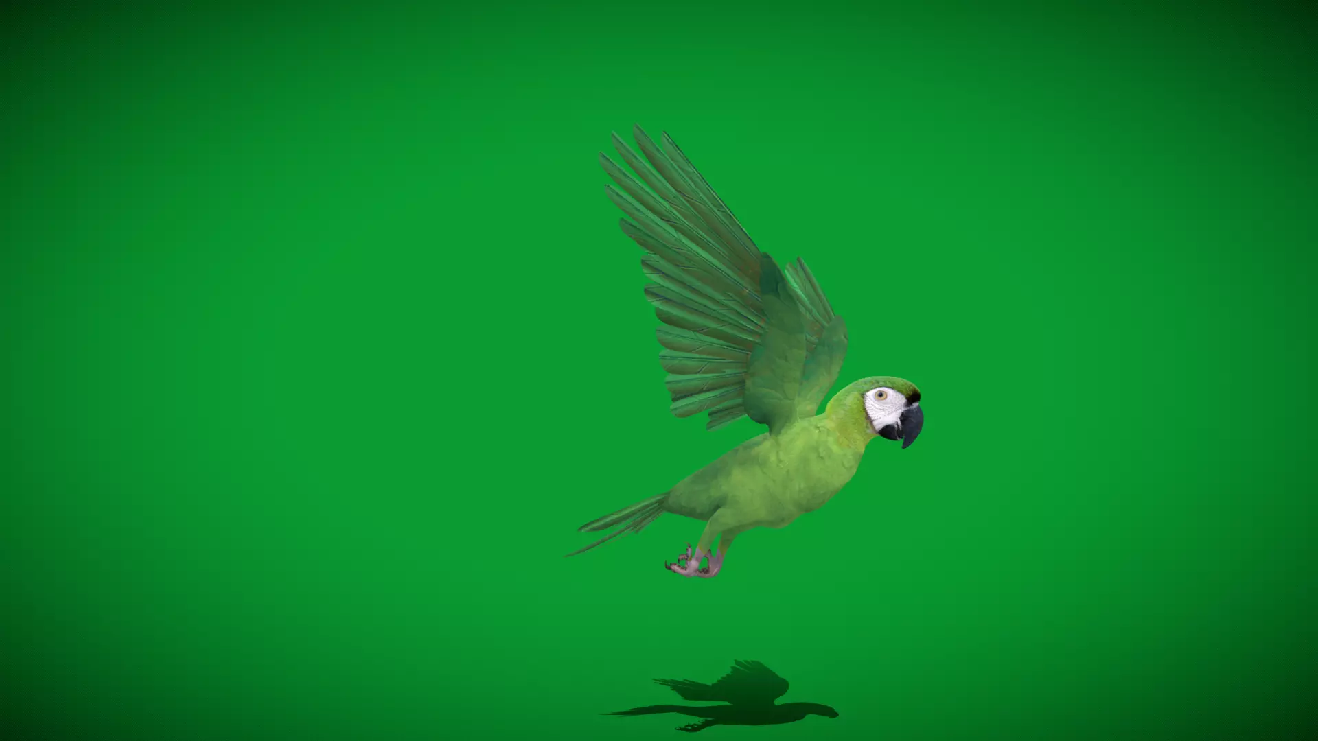 Chestnut Fronted Macaw Bird Low-poly 3D model_40