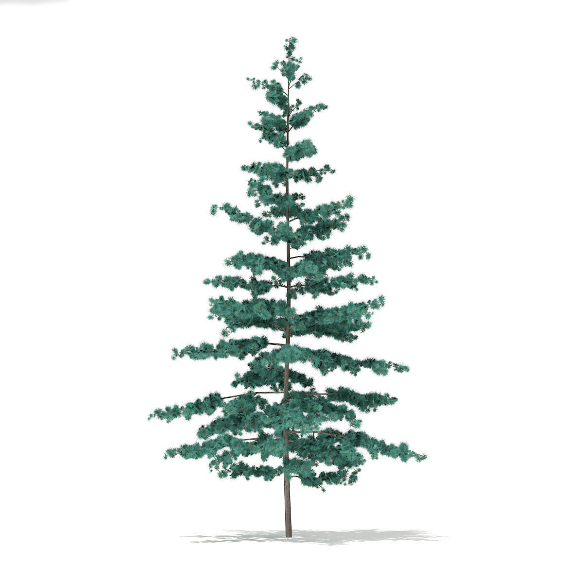 Blue Atlas Cedar Cedrus atlantica 2m 3D model_3