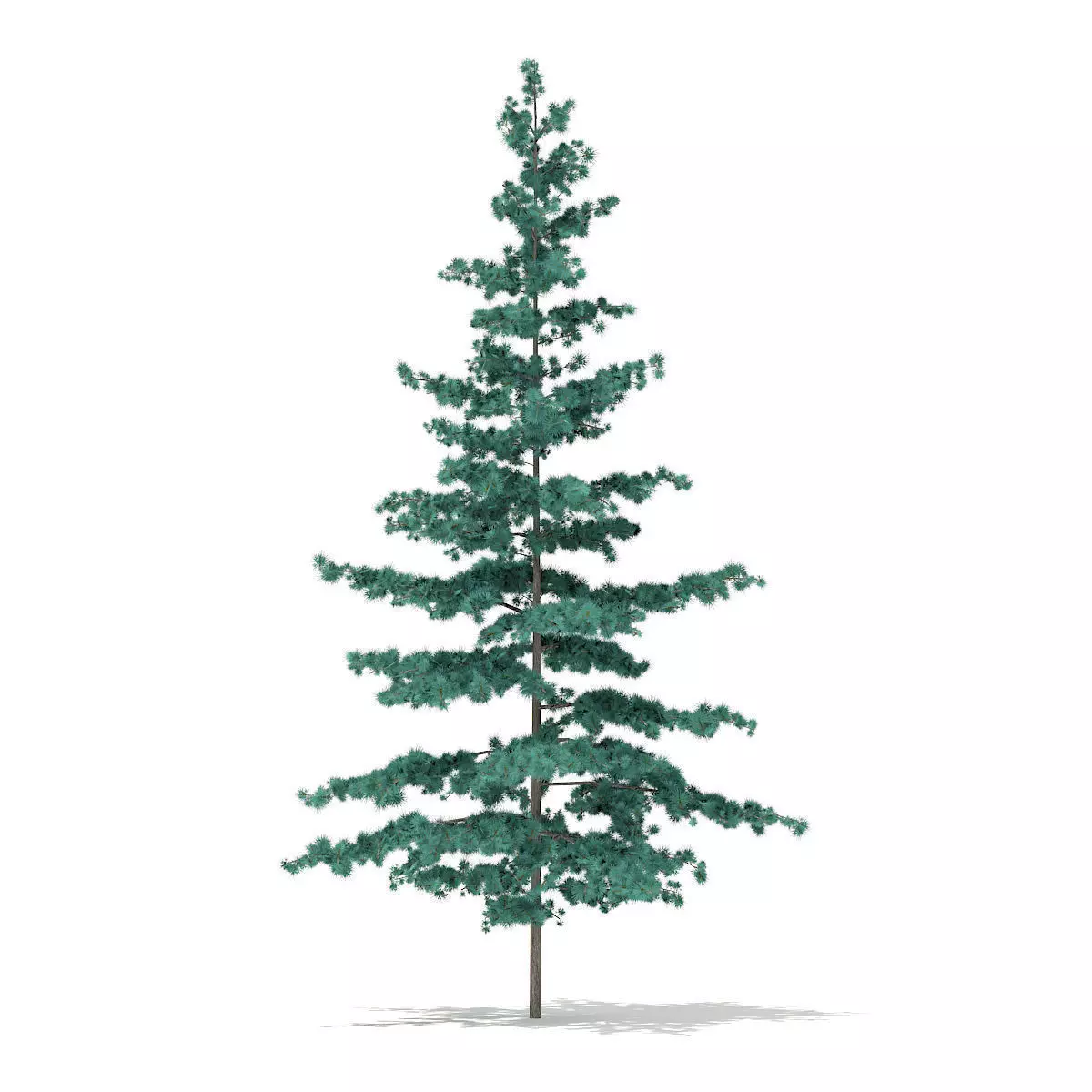 Blue Atlas Cedar Cedrus atlantica 2m 3D model_0