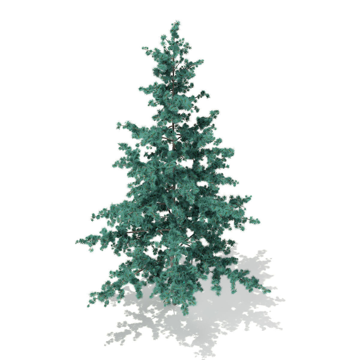 Blue Atlas Cedar Cedrus atlantica 2m 3D model_4