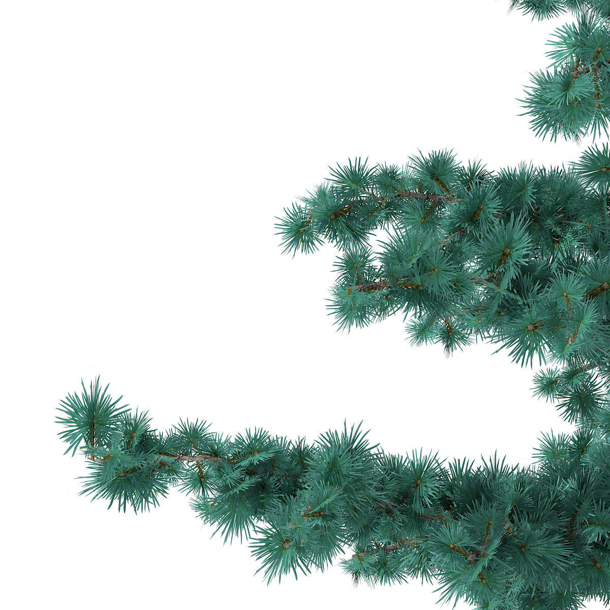 Blue Atlas Cedar Cedrus atlantica 2m 3D model_7