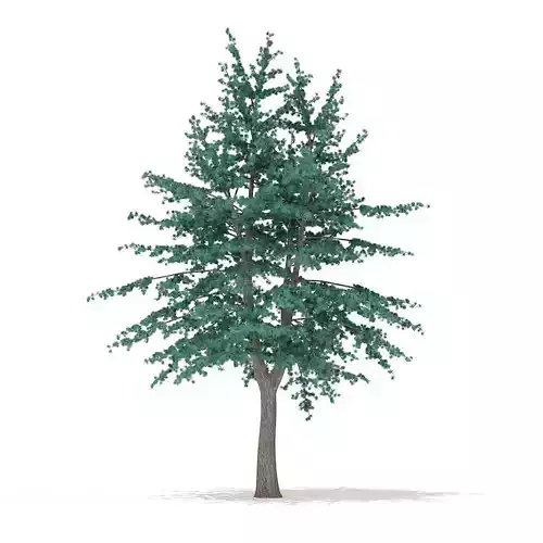 Blue Atlas Cedar Cedrus atlantica 3m 2