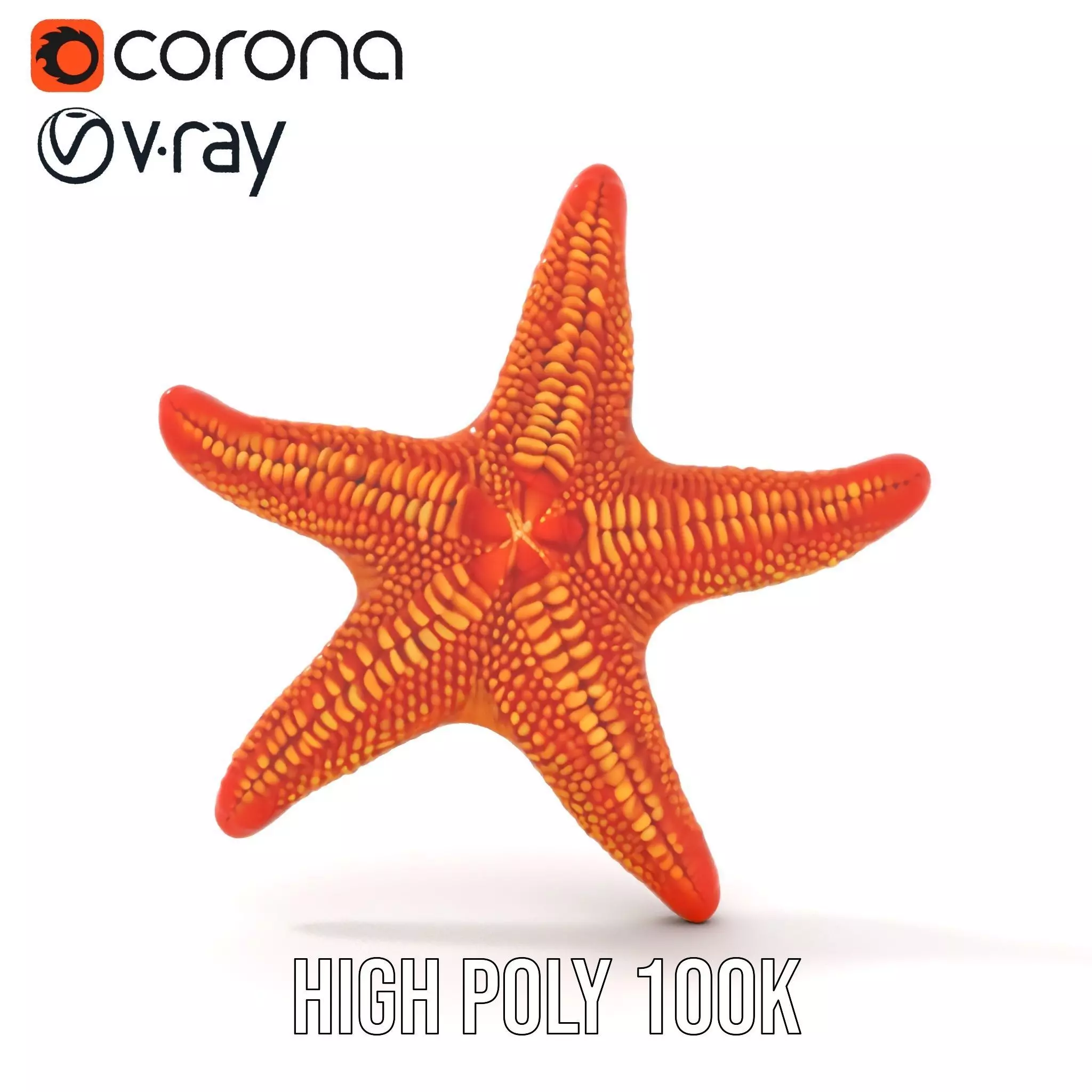 Vibrant Starfish model pack Low-poly 3D model_16