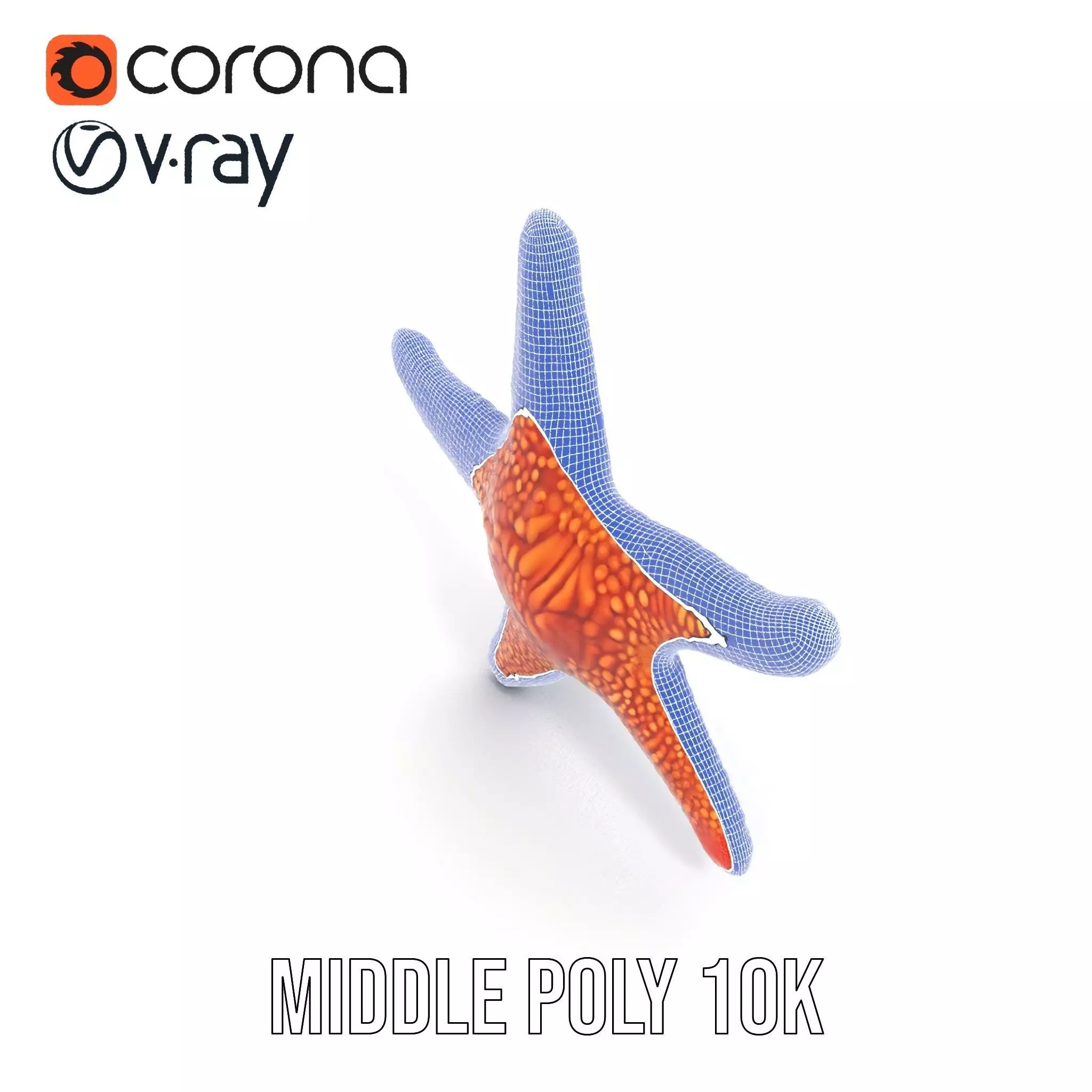 Vibrant Starfish model pack Low-poly 3D model_23