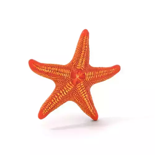 Vibrant Starfish model pack Low-poly 3D model Vibrant Starfish model pack Low-poly 3D model