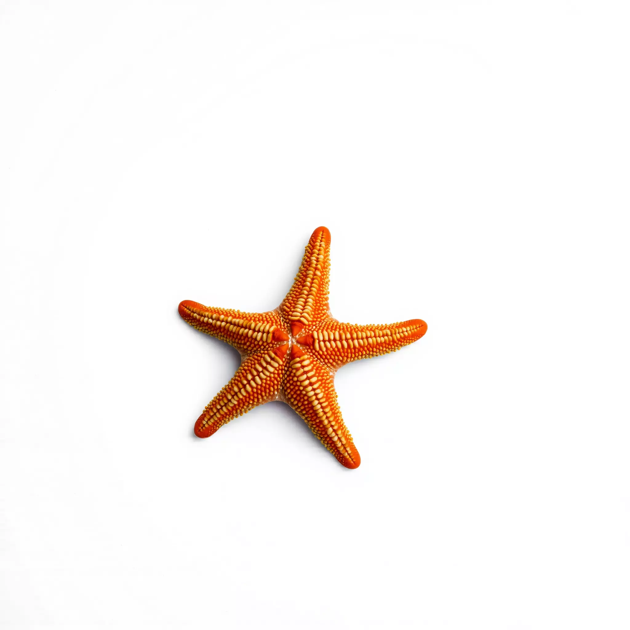 Vibrant Starfish model pack Low-poly 3D model_3