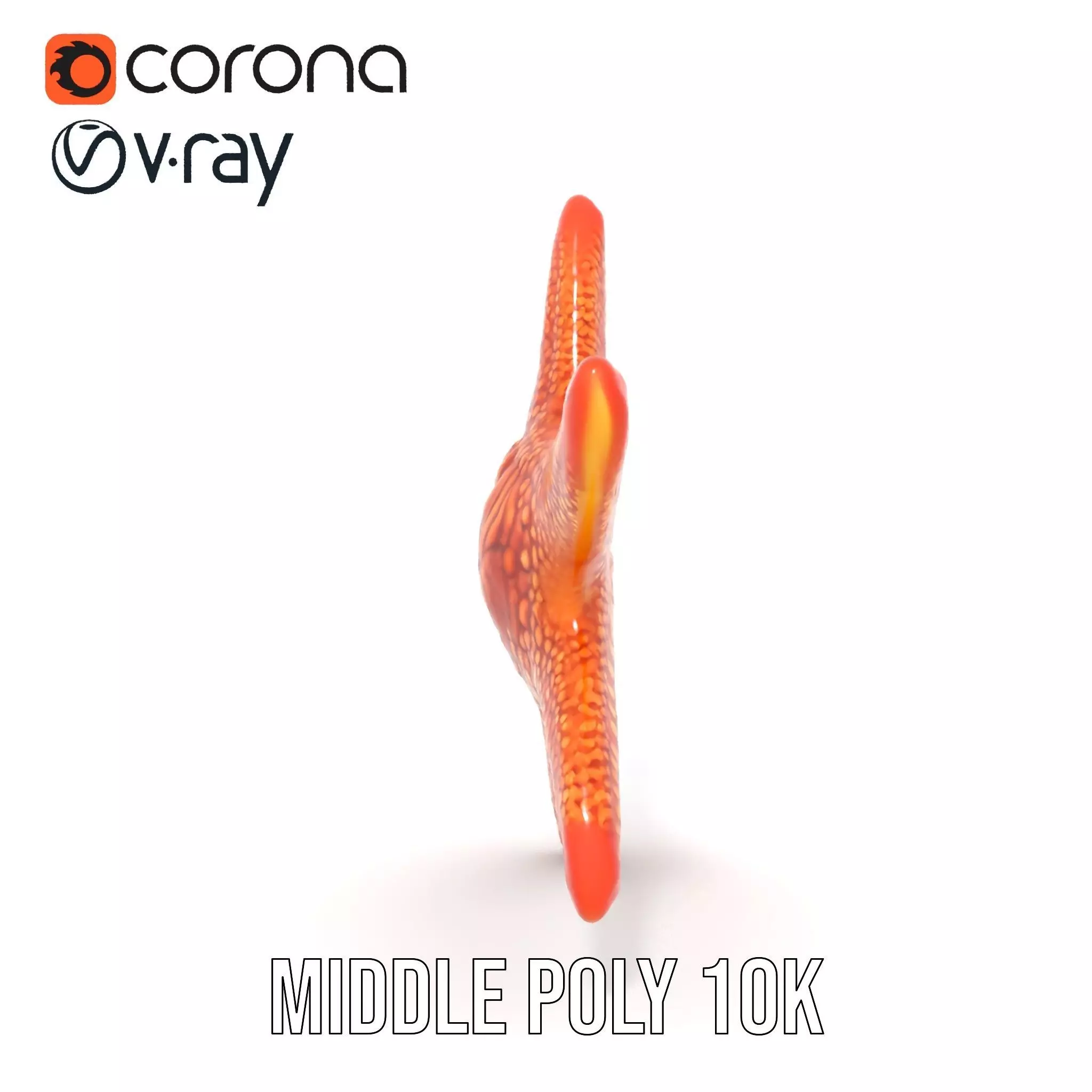 Vibrant Starfish model pack Low-poly 3D model_17