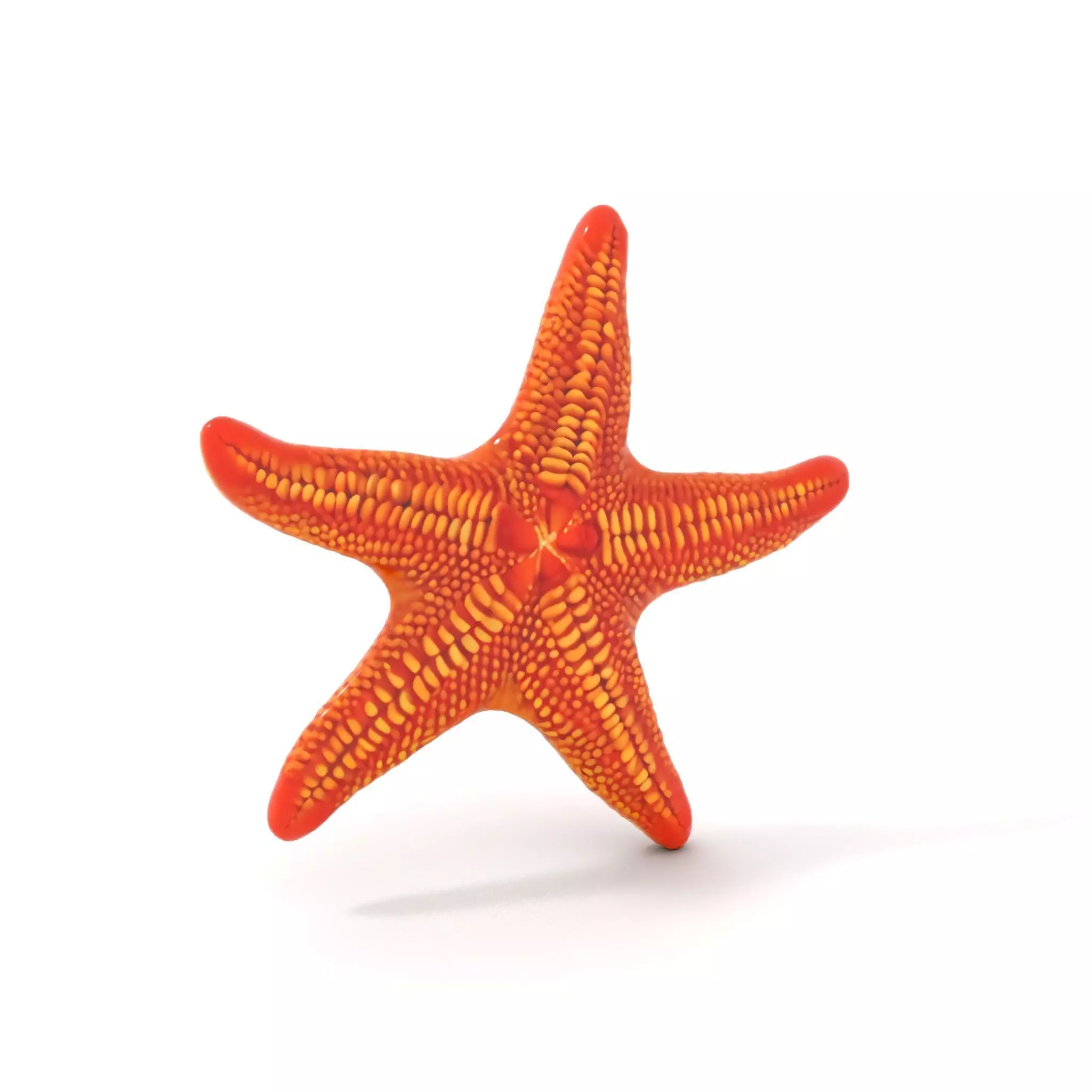 Vibrant Starfish model pack Low-poly 3D model_14