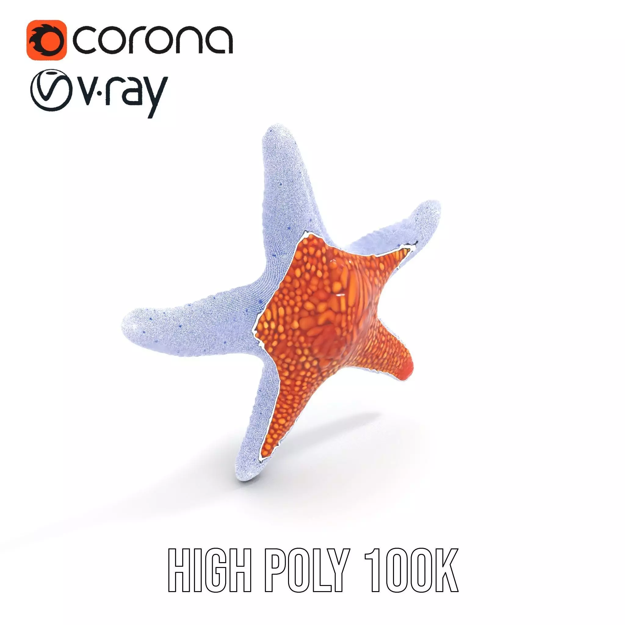 Vibrant Starfish model pack Low-poly 3D model_19