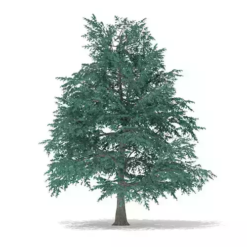 Blue Atlas Cedar Cedrus atlantica 10m