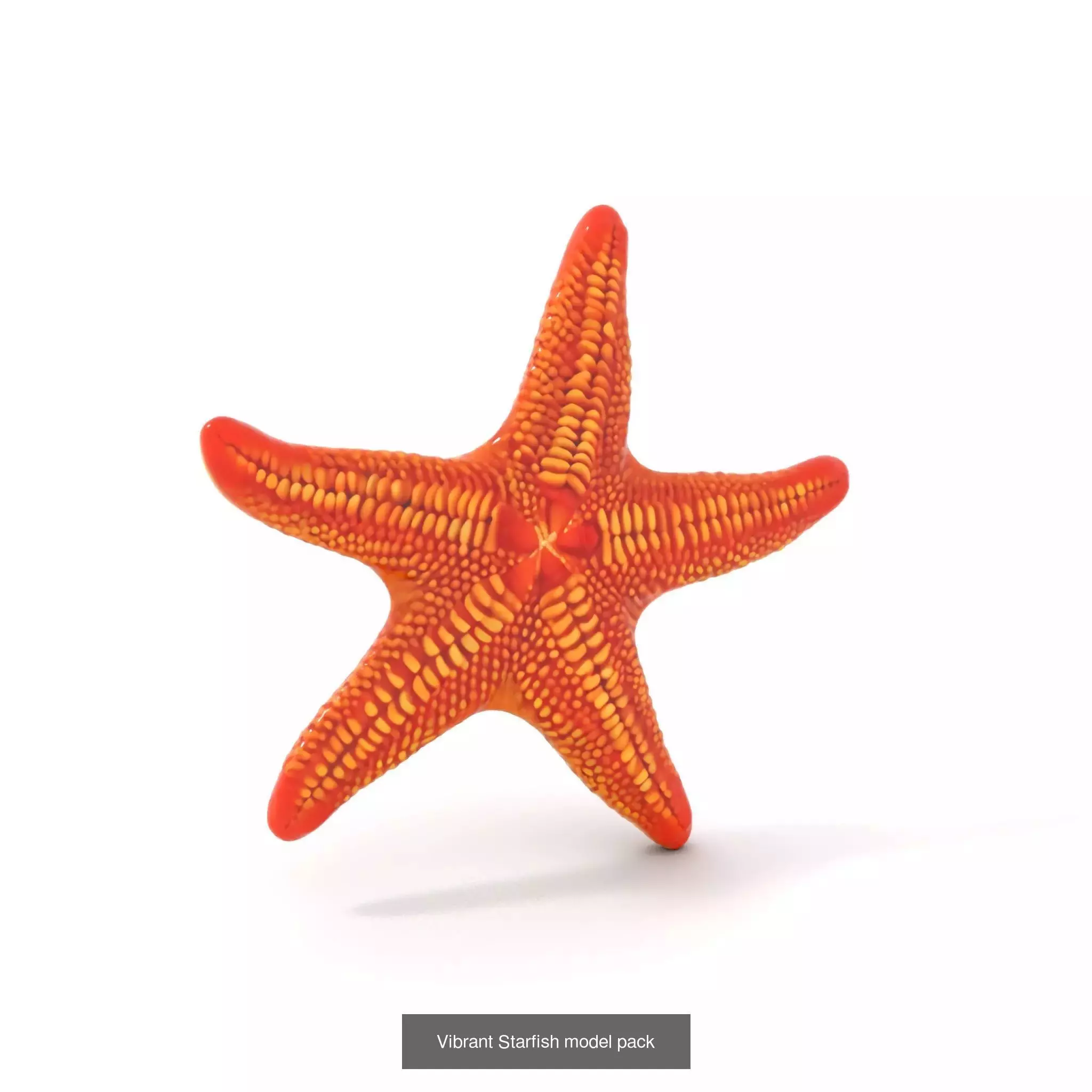 Beach Essentials 3D Models Collection _45