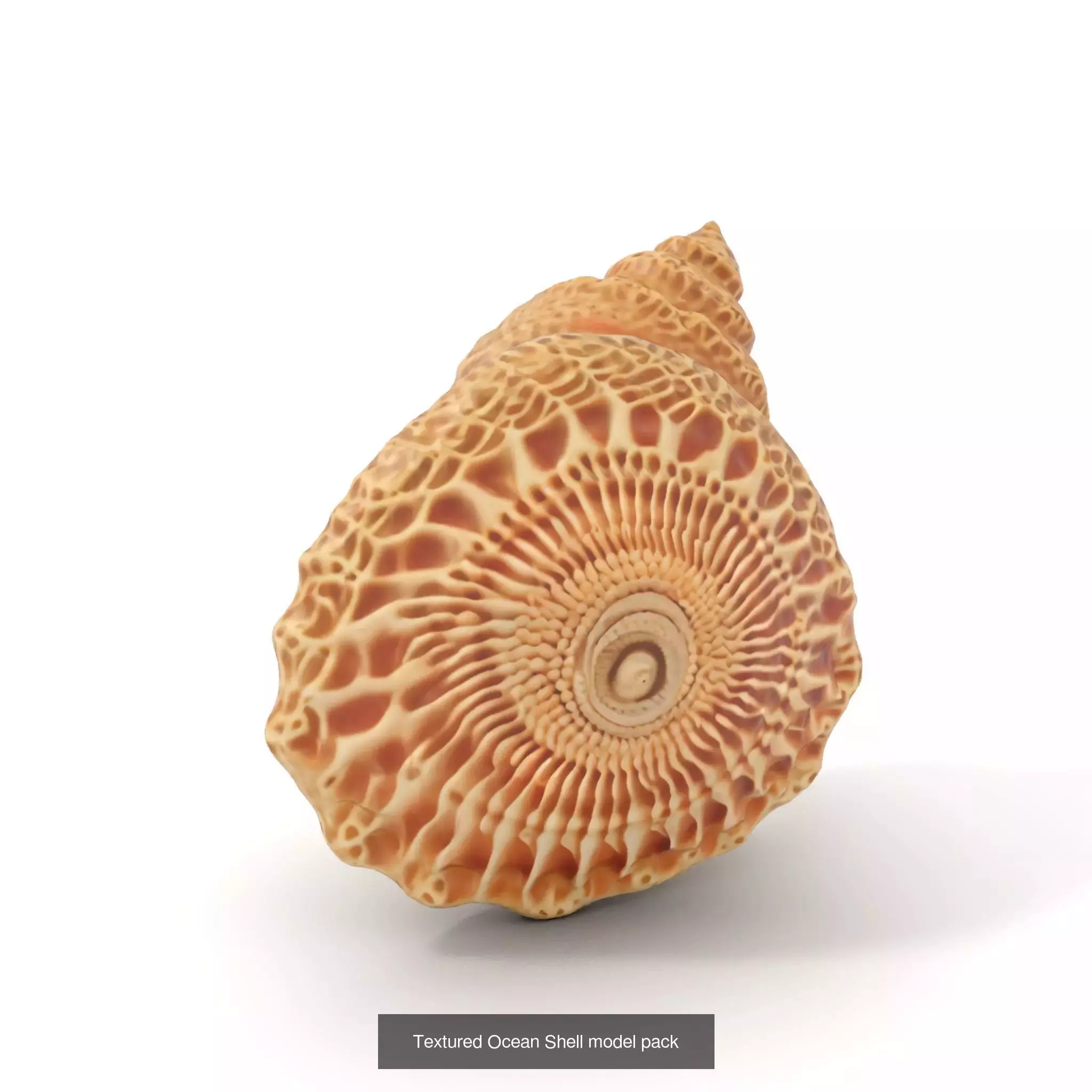 Beach Essentials 3D Models Collection _39