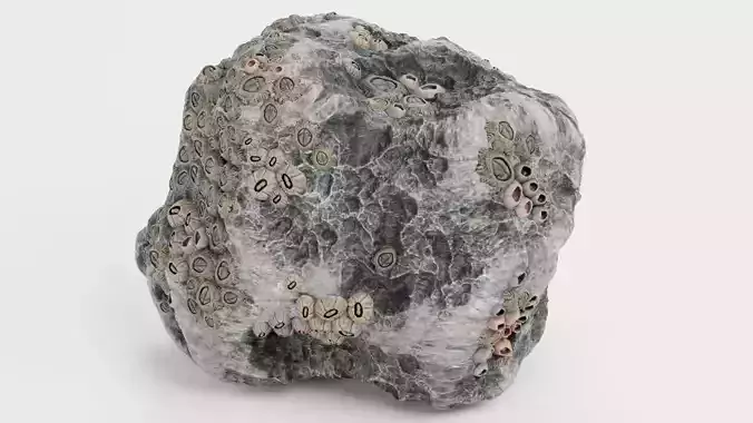 Rock with Barnacles V2 - Real-Time Optimized