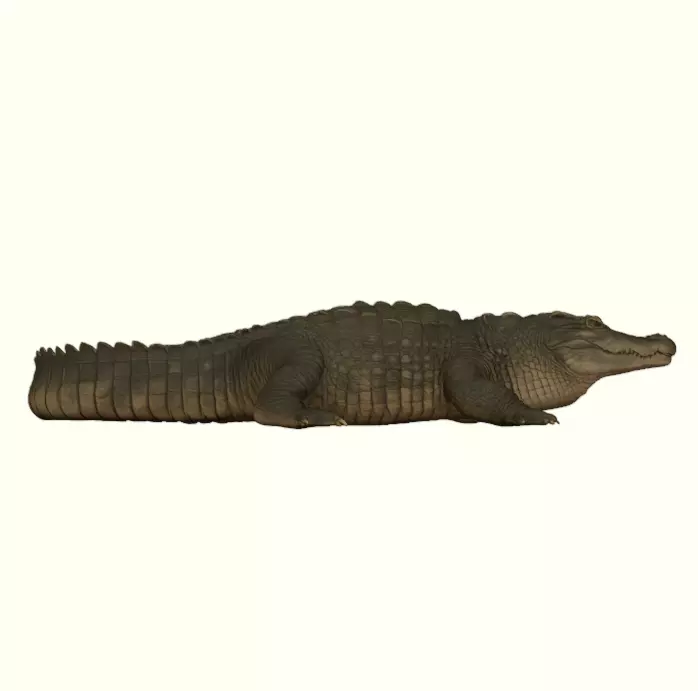Crocodile Figurine 3D print model_7