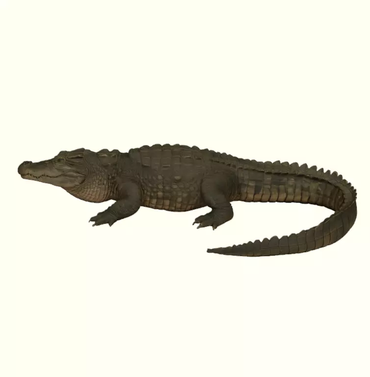 Crocodile Figurine 3D print model_15