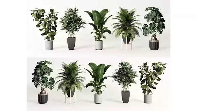 potted plant combination