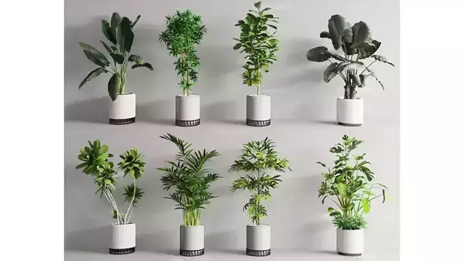 indoor green plants