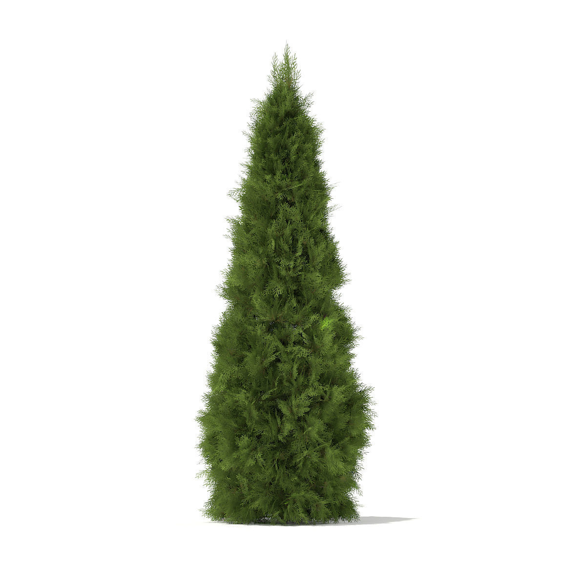 White Cedar Thuja occidentalis 2m 3D model