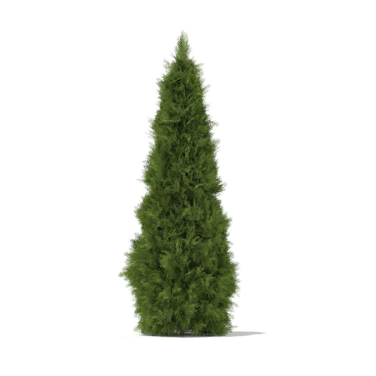 White Cedar Thuja occidentalis 2m 3D model_2