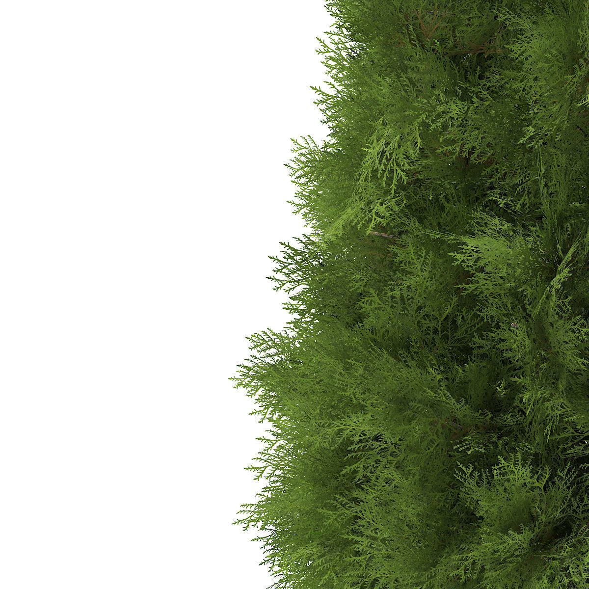 White Cedar Thuja occidentalis 2m 3D model_6