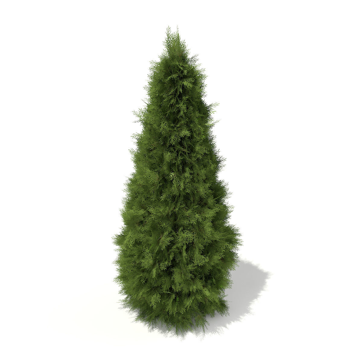 White Cedar Thuja occidentalis 2m 3D model_4