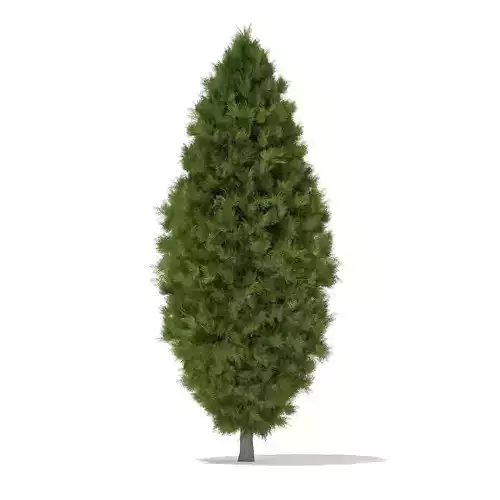 White Cedar Thuja occidentalis 3m
