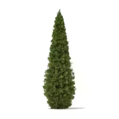 White Cedar Thuja occidentalis 5m