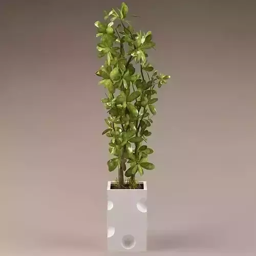 Plant 66
