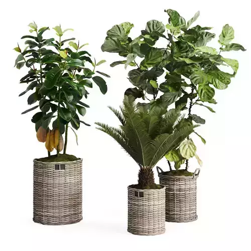 Tropical Plants in Wicker Baskets
