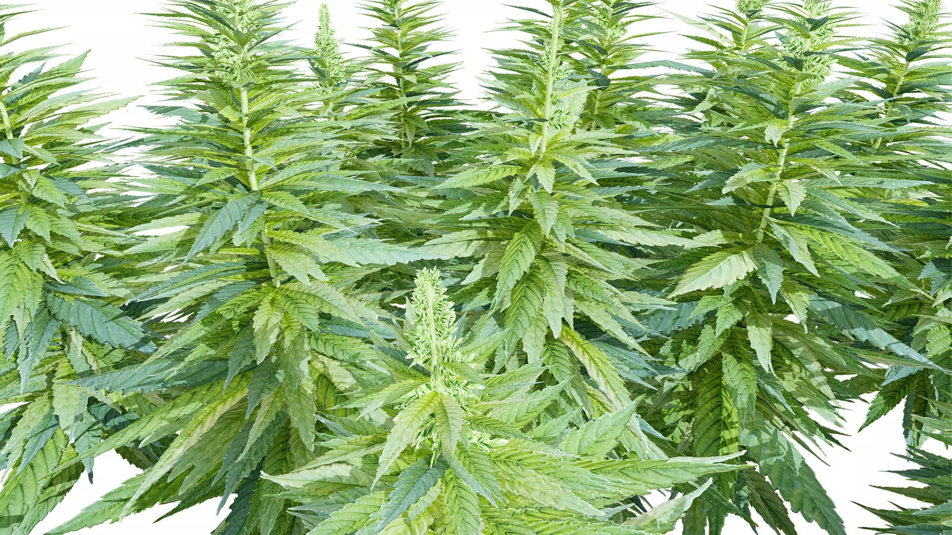 British Hemp Flowers 3D Model Low-poly 3D model_4