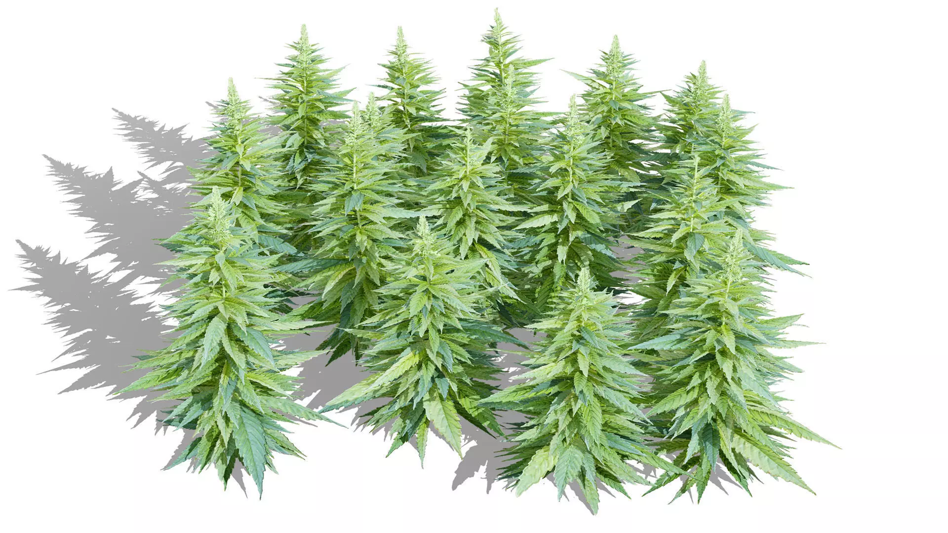 British Hemp Flowers 3D Model Low-poly 3D model_3