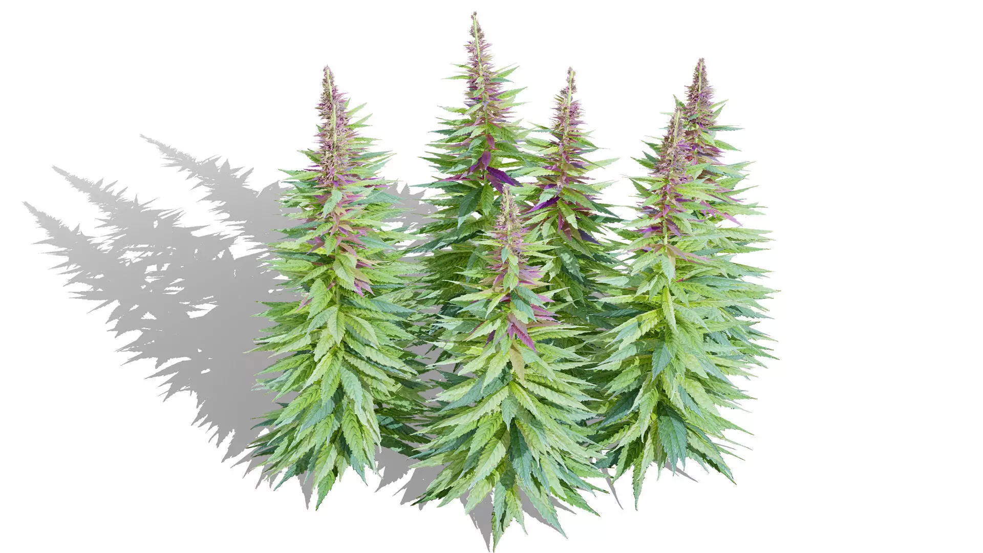 British Hemp Flowers 3D Model Low-poly 3D model_2