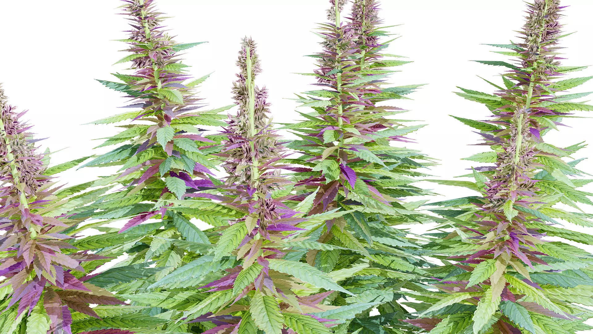 British Hemp Flowers 3D Model Low-poly 3D model_5