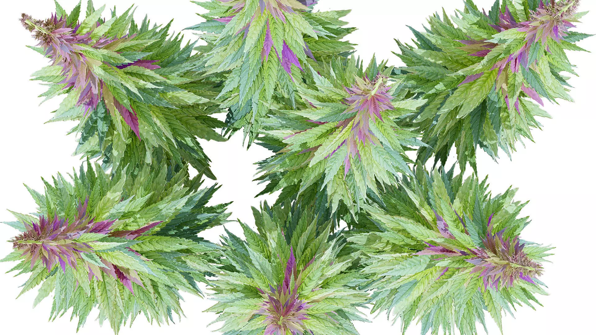 British Hemp Flowers 3D Model Low-poly 3D model_6
