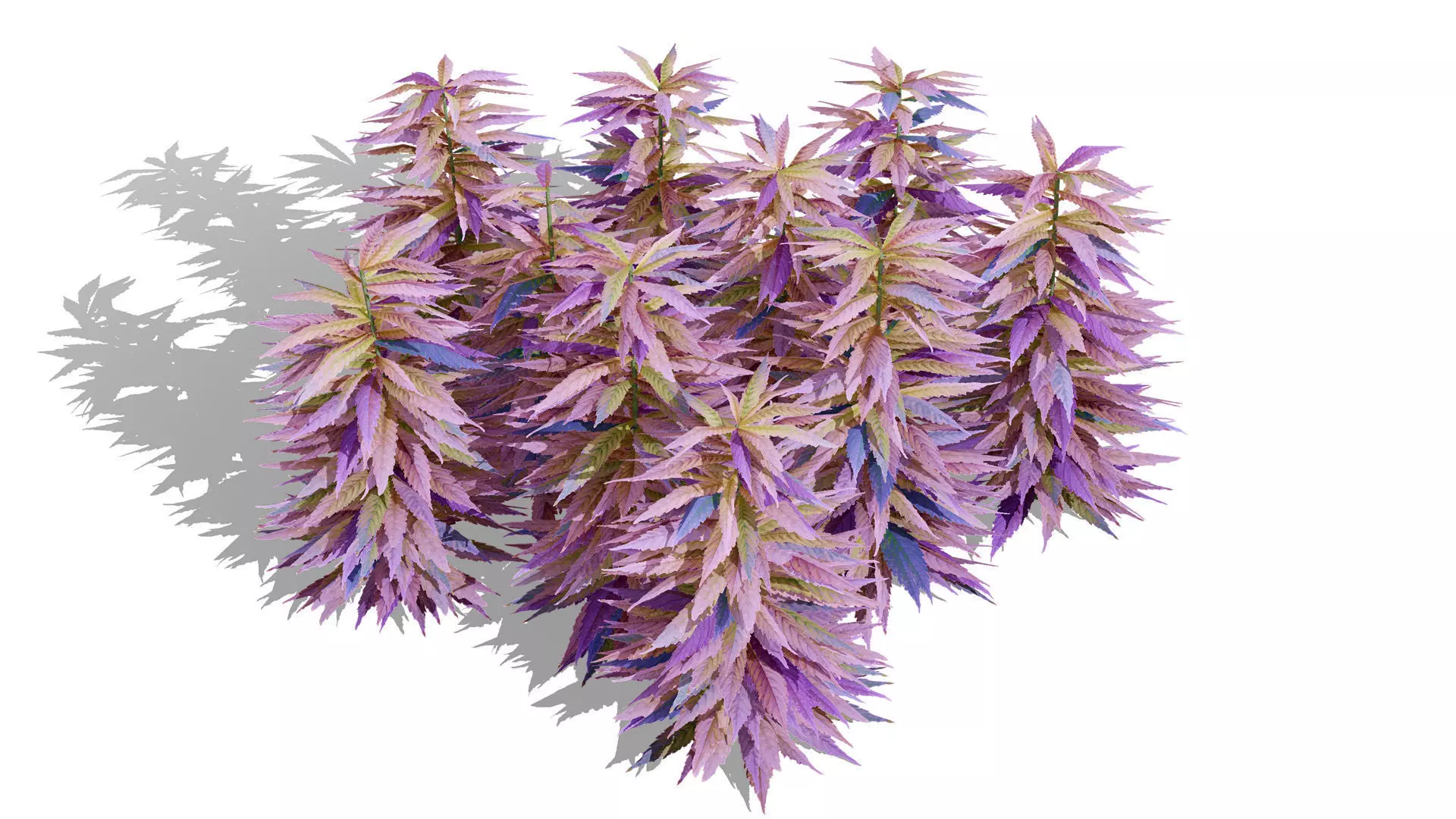 British Hemp Flowers 3D Model Low-poly 3D model_7