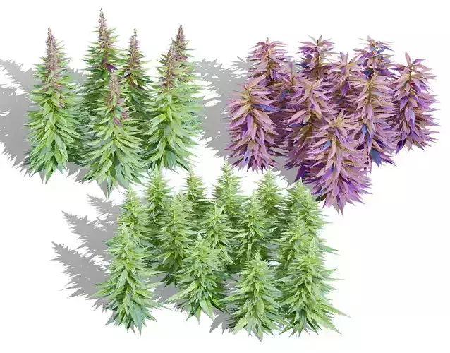 British Hemp Flowers 3D Model Low-poly 3D model