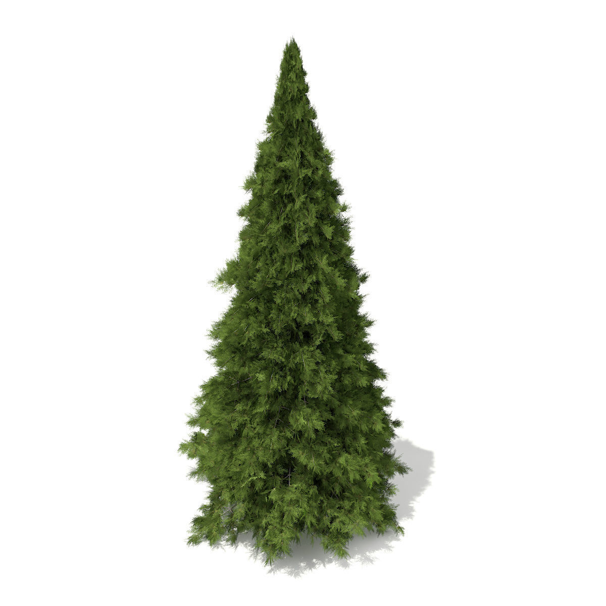 White Cedar Thuja occidentalis 6m 3D model_2
