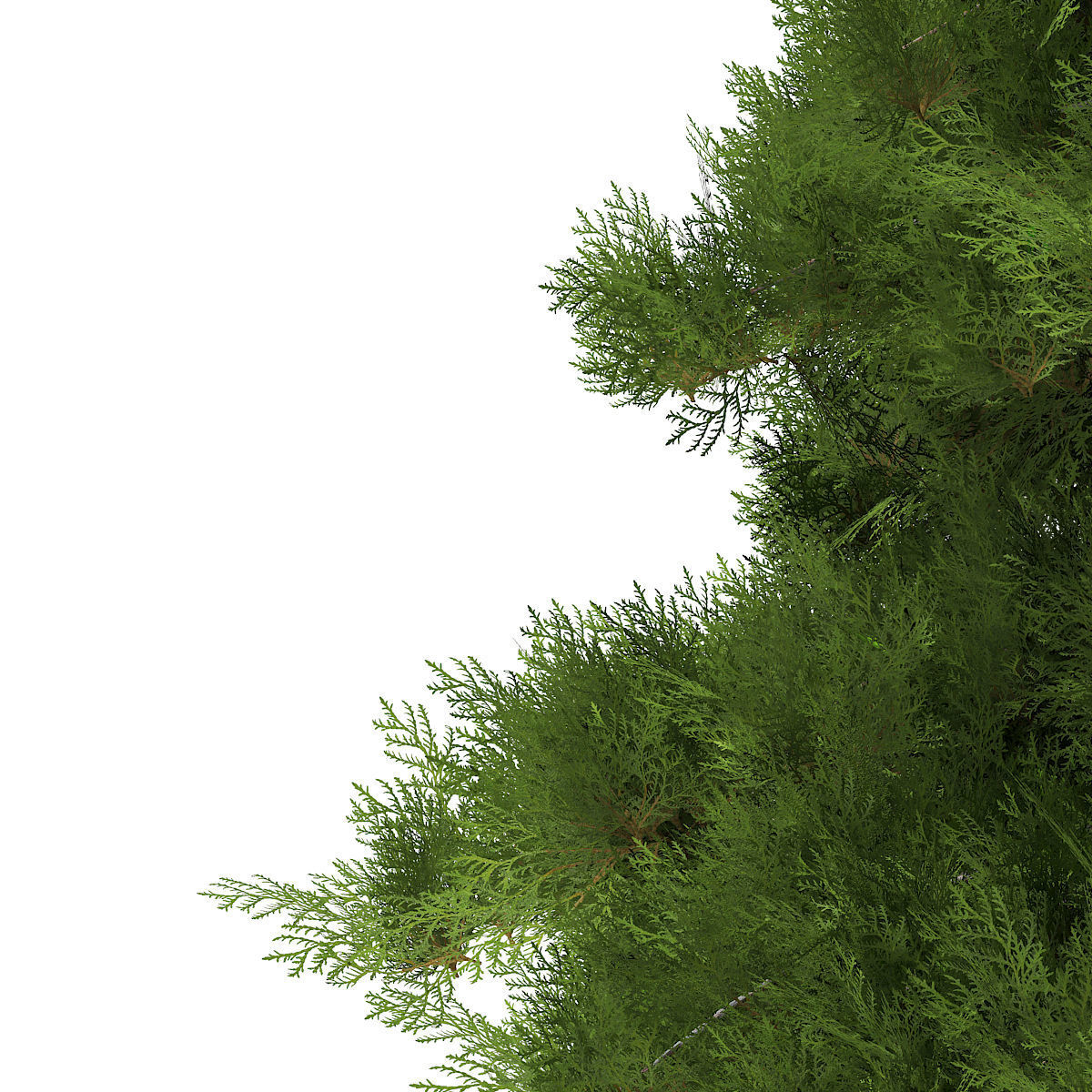 White Cedar Thuja occidentalis 6m 3D model_6