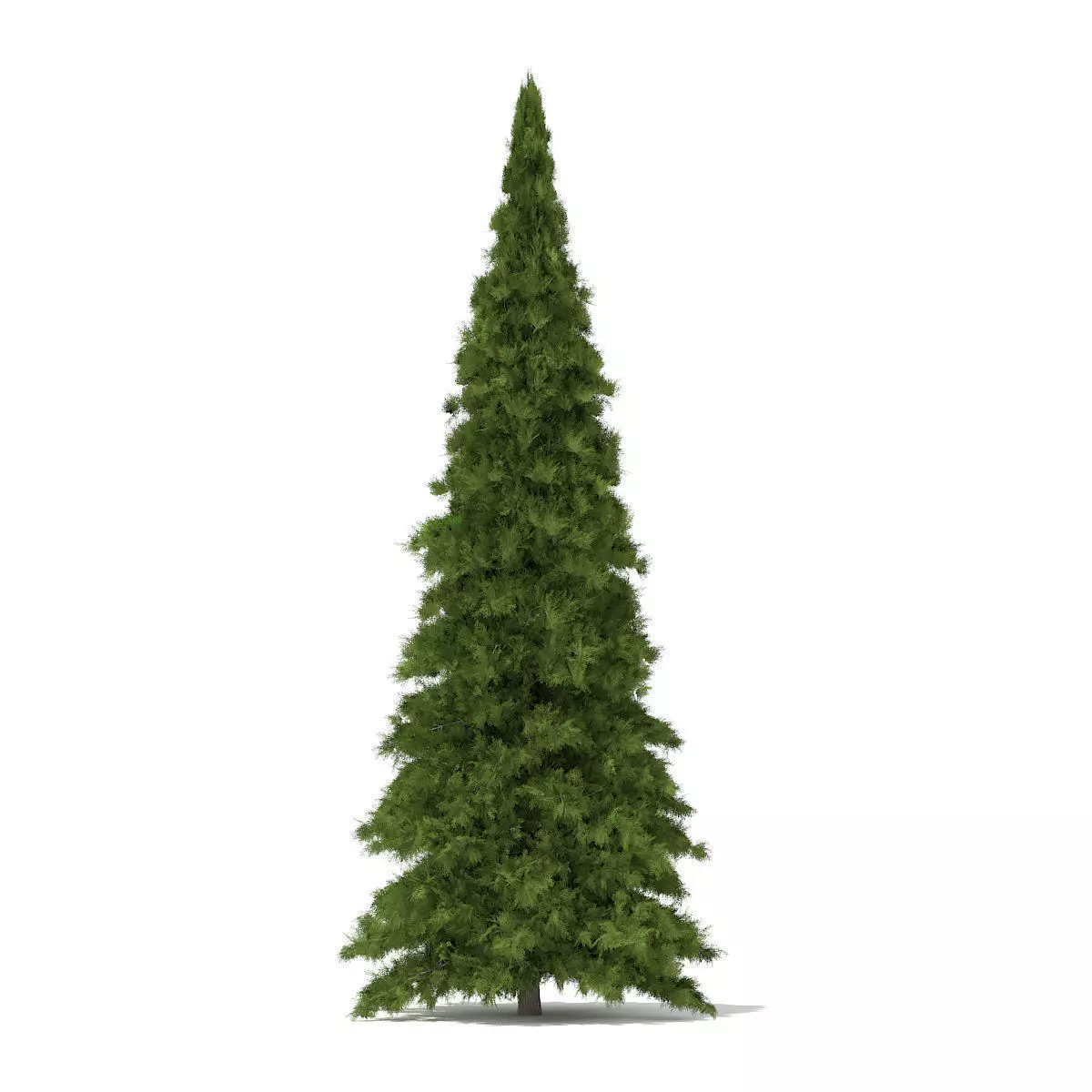 White Cedar Thuja occidentalis 6m 3D model_0