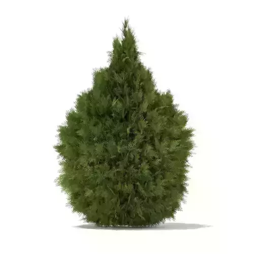 White Cedar Thuja occidentalis 2m 3