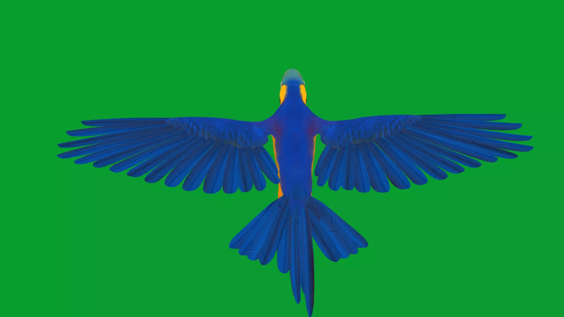 Macaw Ara Parrot Bird Low-poly 3D model_22