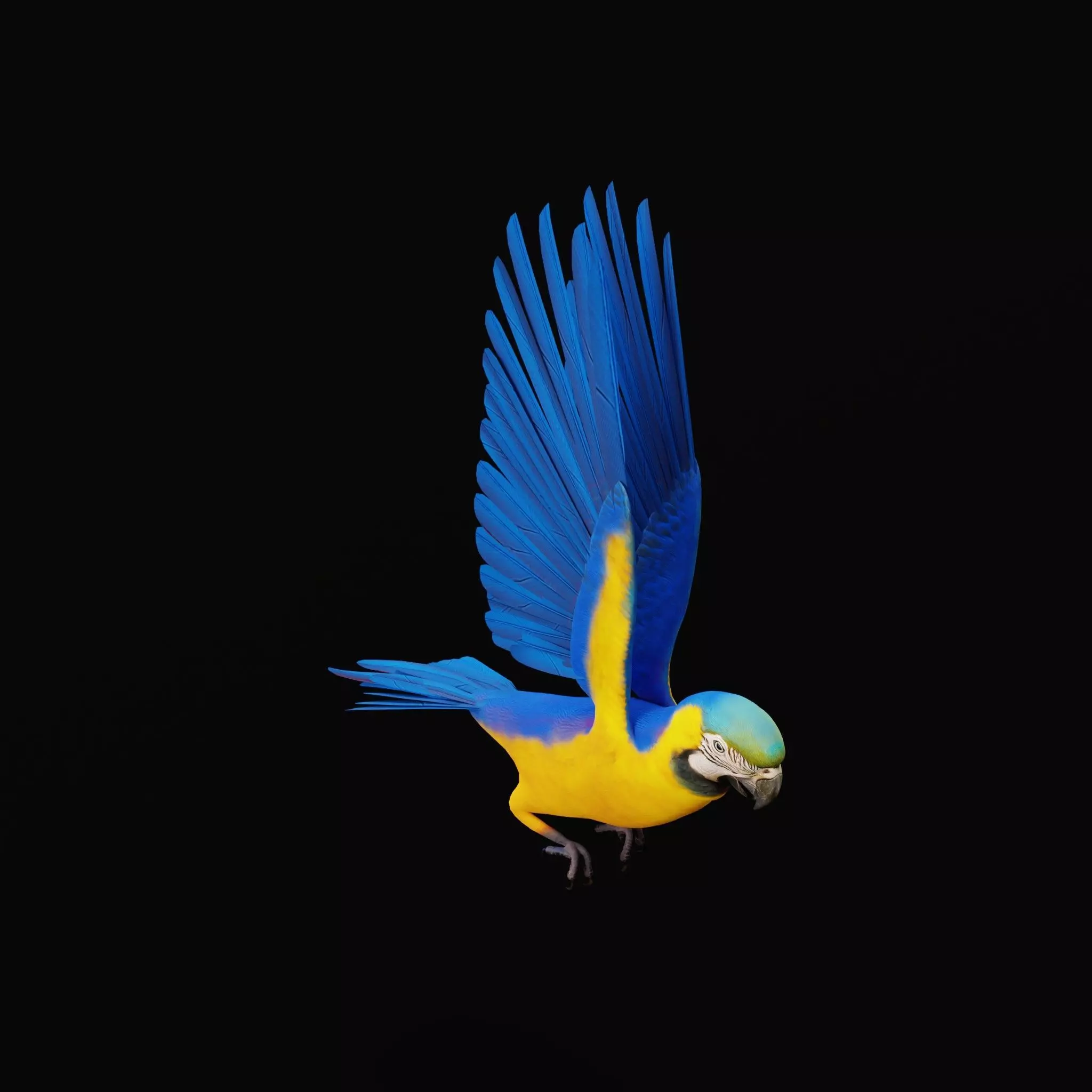 Macaw Ara Parrot Bird Low-poly 3D model_45