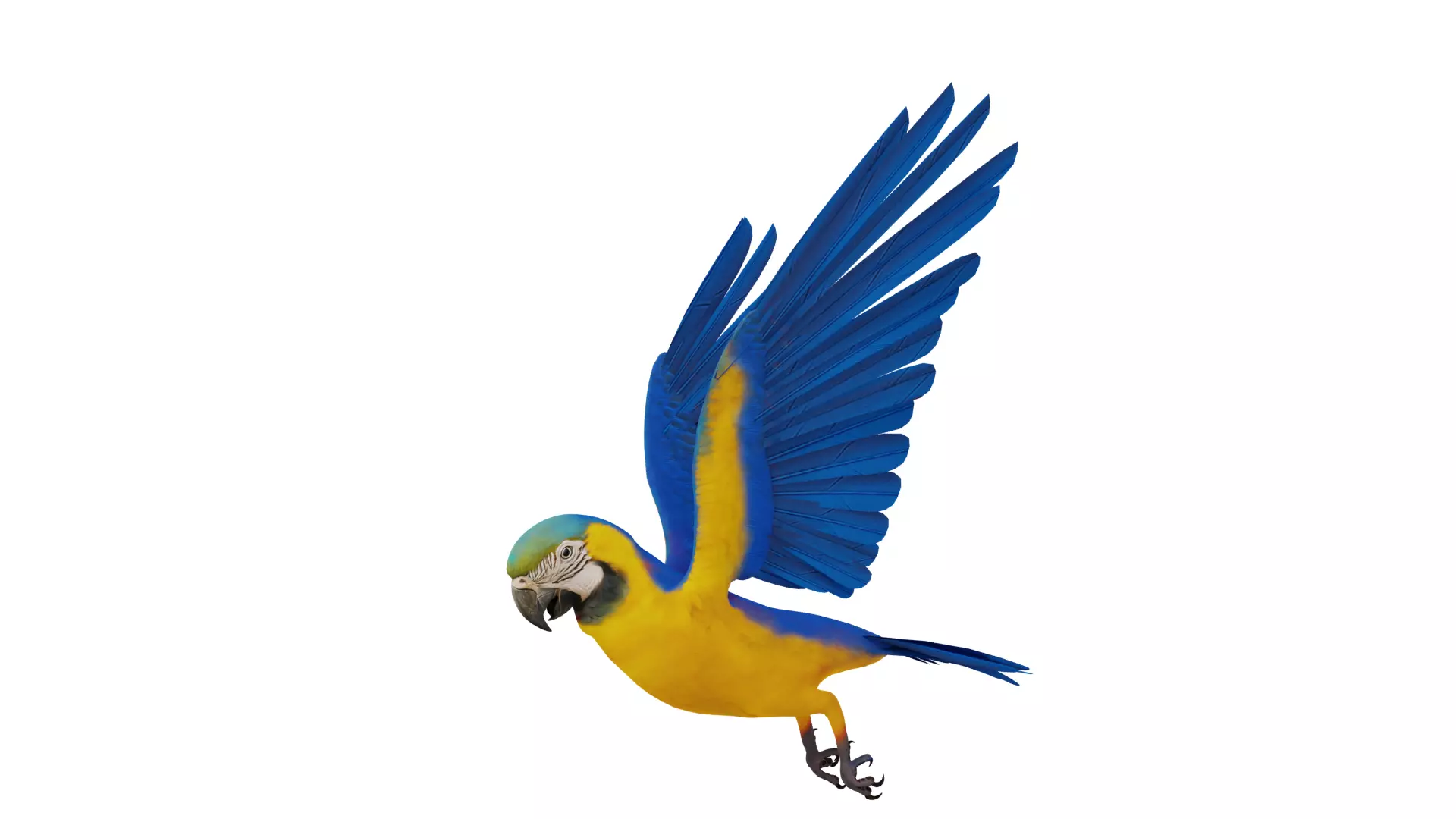Macaw Ara Parrot Bird Low-poly 3D model_33