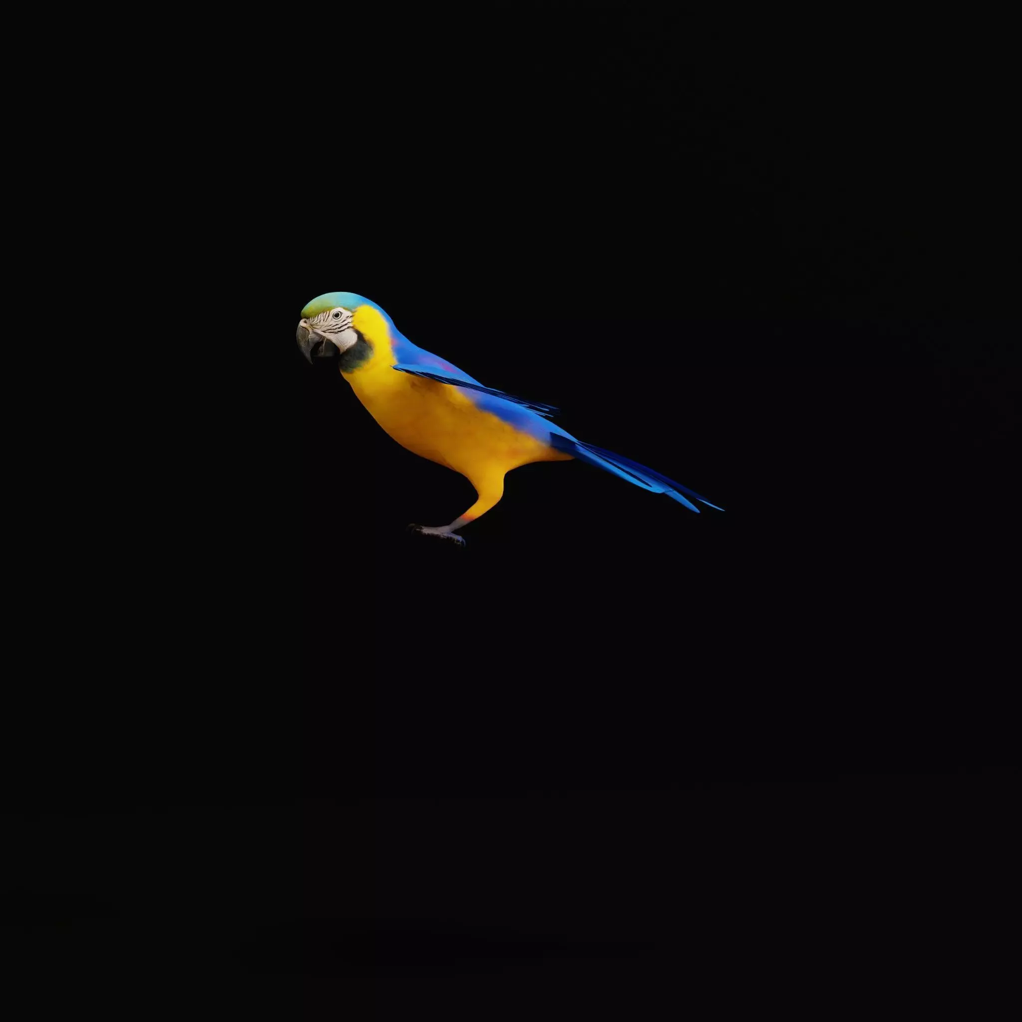 Macaw Ara Parrot Bird Low-poly 3D model_43