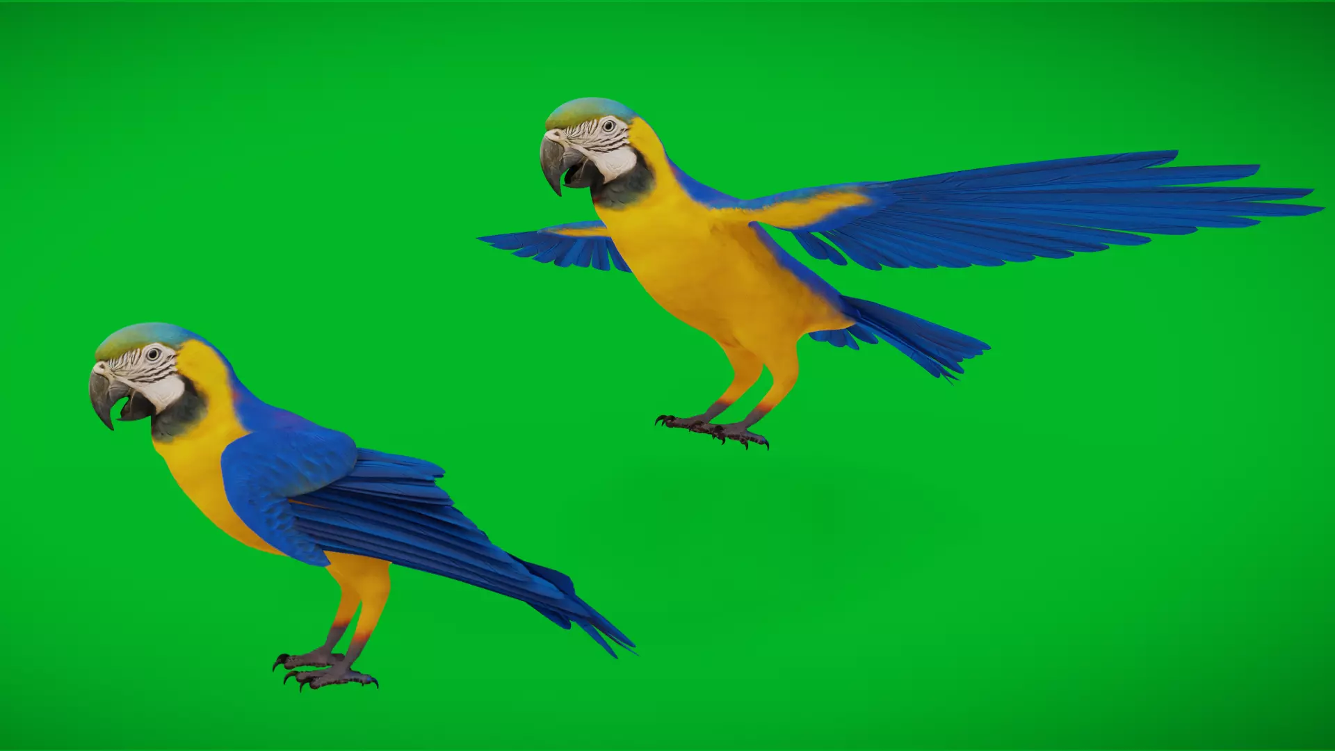 Macaw Ara Parrot Bird Low-poly 3D model_3