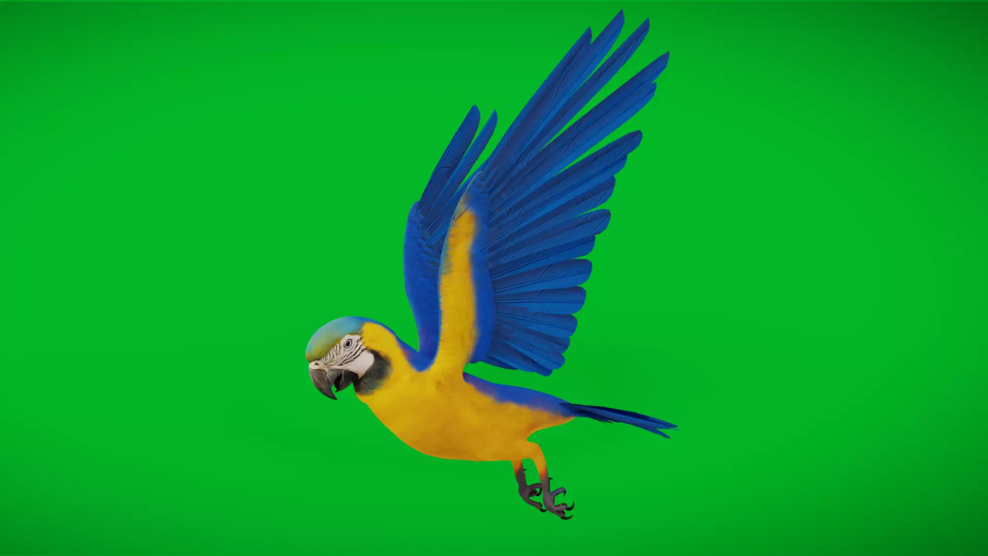 Macaw Ara Parrot Bird Low-poly 3D model_0